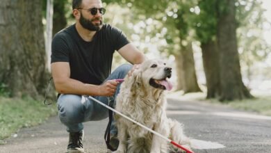 digital service quality guide